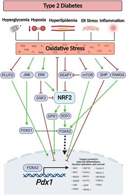 Regulation of Pdx1 by oxidative stress and Nrf2 in pancreatic beta-cells